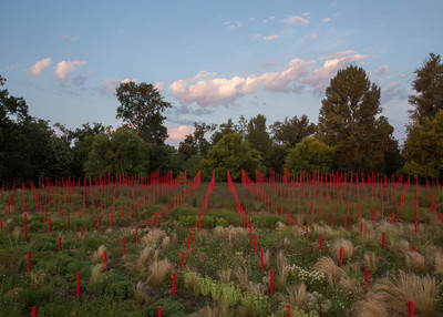 Jardin Millésimé - © Solstice