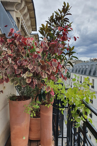 Rue de Grenelle - Paris - © Solstice